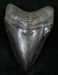 Glossy Black Megalodon Tooth - Medway Sound #12187-1